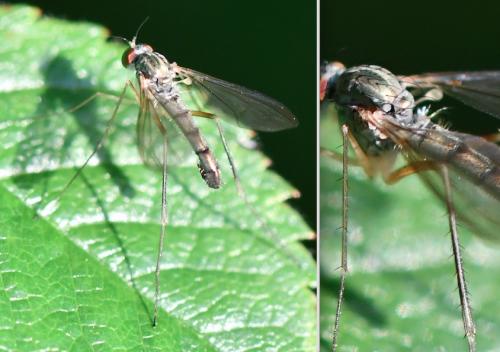 Sciapus platypterus